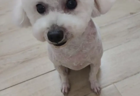 可上门遛狗，喂猫，洗护，寄养