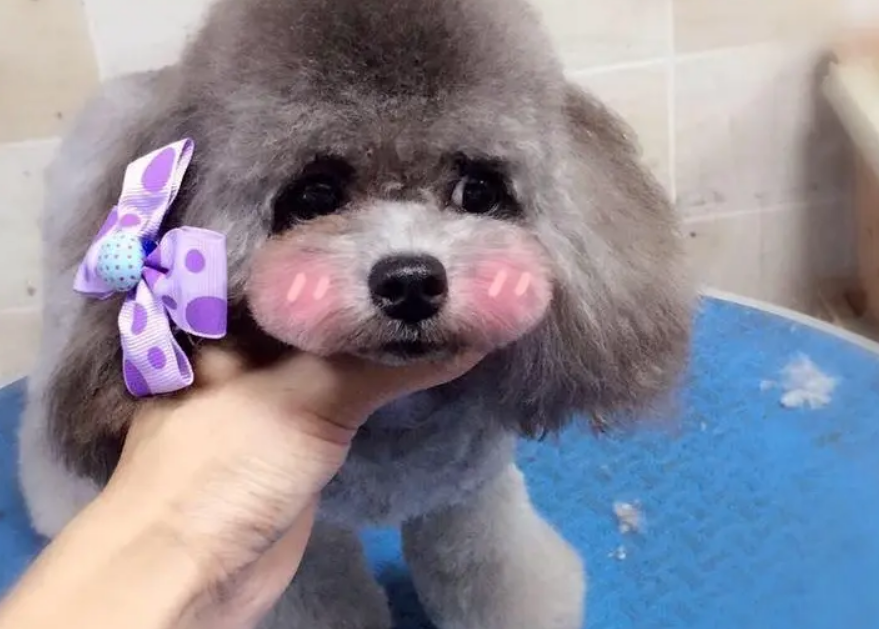 宠物美容洗澡上门 狗狗