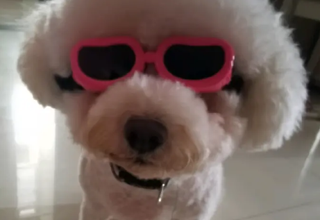 宠物喂养上门喂猫喂狗遛狗托运寄养