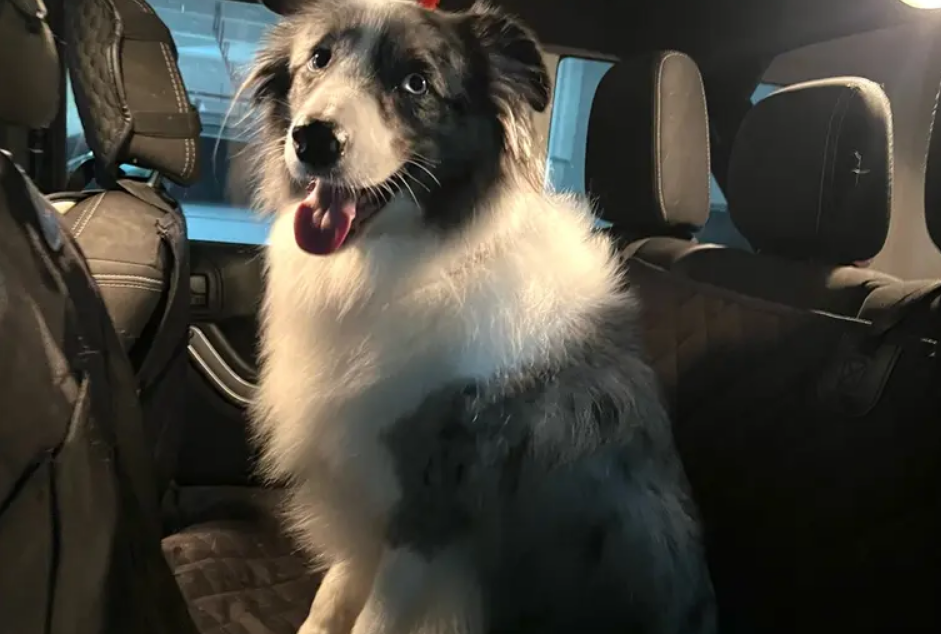 深圳宠物店/服务·深圳上门喂狗遛狗